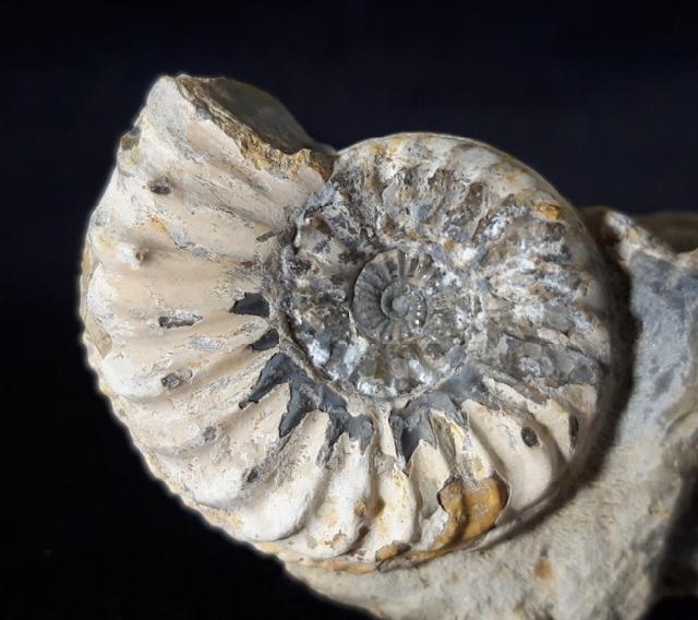 Pleuroceras solare (PHILLIPS 1829) - Bild © FossNet FossilienStore